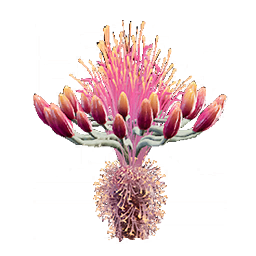 Agave Seeds
